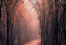 九游- RinkaKanzaki个人简历 